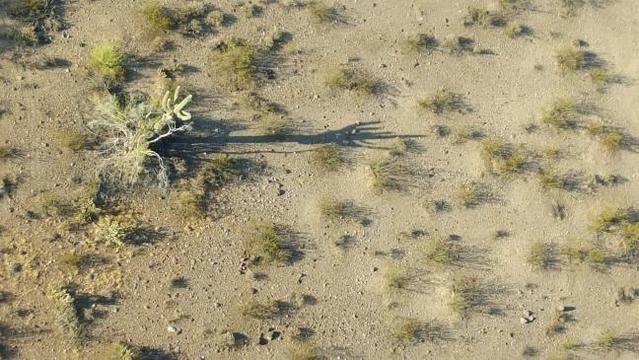 HAB Saguaro Shadow