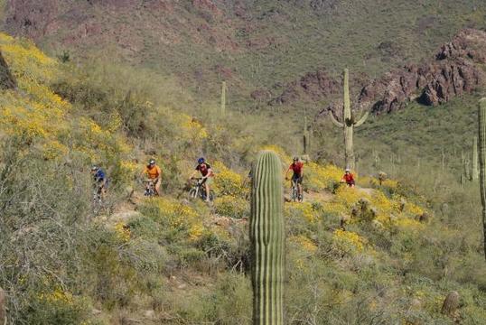 Phx MTB Flowers 2