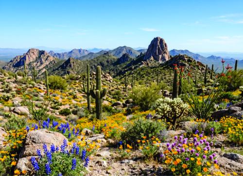 Tom's Thumb Hiking - Guided Scottsdale Desert Trek